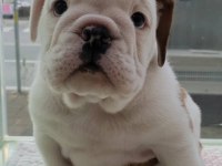 İNGİLİZ BULLDOG YAVRULARI