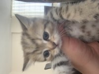 Black Golden British Shorthair Yavru