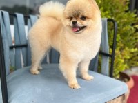 Show Kalite ORJİNAL TEDDY BEAR POMERANİAN BOO
