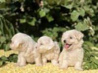 Kar Beyaz Maltese Terrier Yavrular