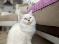 6 Aylık Dişi British Longhair Kedisi