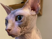 Tüysüz kedi sphynx dişi oyuncu güzel bir kız