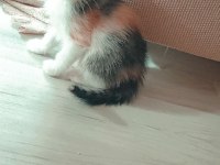 Dünya tatlısı minik kediler