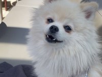 Köpeğimize Yeni Yuva Arıyoruz