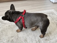 EĞİTİMLİ BLUETAN EGZOTİK KOMPAKT FRENCH BULLDOG ERKEK