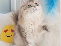 Cinnamon taşıyıcı british longhair