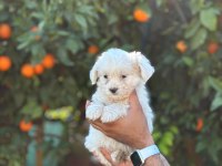 Maltese Terrier Güncel Yavrular