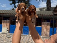 Maltipoo yavrularımız