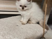 British longhair yavrularımız sahiplerini bekliyor