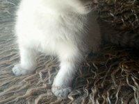 Safkan ırk garantili scottish fold yavrular