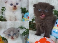 A Kalite Scottish Fold Bebekler Kaliteli Genlerden