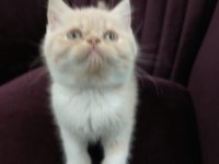 Çok tatlı british shorthair bebeklerim