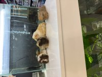 GİNEPİG YAVRULARI CİTYPETSHOP