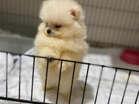 Sağlıklı Pomeranian Boo Yavruları