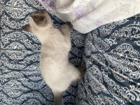 Pamuğu bi yuva arıyoruz british shorthair