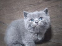 scottish fold ve british yavrularımız teslime hazır