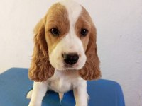 Cocker yavru sahiplendirme