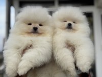 Yarışma düzeyinde sçr li pomeranian petmode den