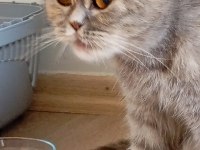 7 Aylık Scottish Fold Bebek İçin Yuva Aranıyor
