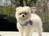 Pomeranian boo yavrular