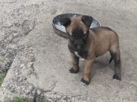Malinois orjinal
