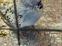 Yeni yeme düşen jumbo muhabbet kuşu bebekler