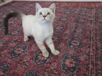 3 Aylık Oyun Seven Tatlı British Shorthair