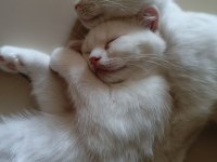 Beyaz Scottish Fold