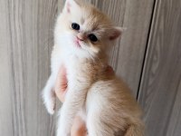 Lilac golden erkek yavru british shorthair