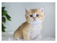 British Shorthair Golden Yavruları