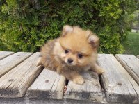 TEACUP POMERANİAN