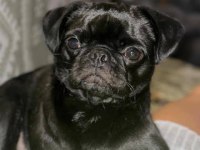Sıfır Boy Full Eğitimli Evde Bakılması Zorunlu Pug