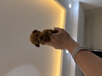IRKI NİN EN KÜÇÜĞÜ MİKRO POODLE YAVRU
