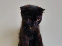 Siyah Erkek Scottish Fold