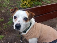 2 yaşında küçük ırk Jack Russell Terrier