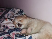 2 aylık erkek pomeranian yavrumuz (yuva arıyor)