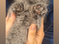 SCOTTİSH FOLD YAVRU KEDİMİZ YENİ SAHİBİNİ BEKLİYOR