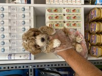 Particolor Poodle Yavrular Yeni Evini Bekliyor