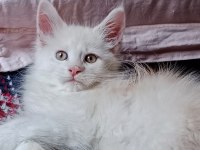 Maine coon full şecereli yavrular