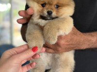 PORTAKAL GİBİ POMERANİAN BOO AYICIK
