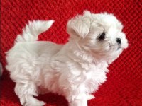 Maltese terrier ırkının en özel yavruları
