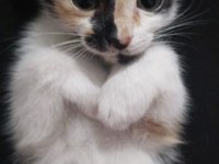 Bebek Calico Kediler