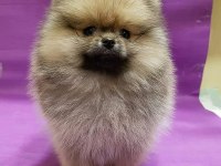 Dünya Tatlısı Pomeranian Yavruları