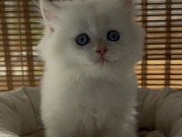 British Longhair Yavru Sahiplendirme