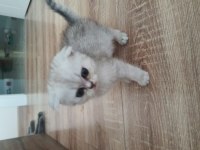 Silver Scottish Fold