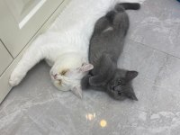 Gri Dişi british longhair