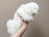 Pamuk gibi Maltese Terrier Tuvalet Eğitimli