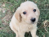 Sevimli Golden Retriever Yavrular