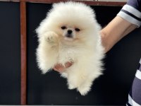 Yasal ruhsatlı çiftlikte ziyarete açık pomeranian