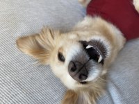 Ücretsiz Rus Finosu Terrier Köpeğime Aile Arıyorum